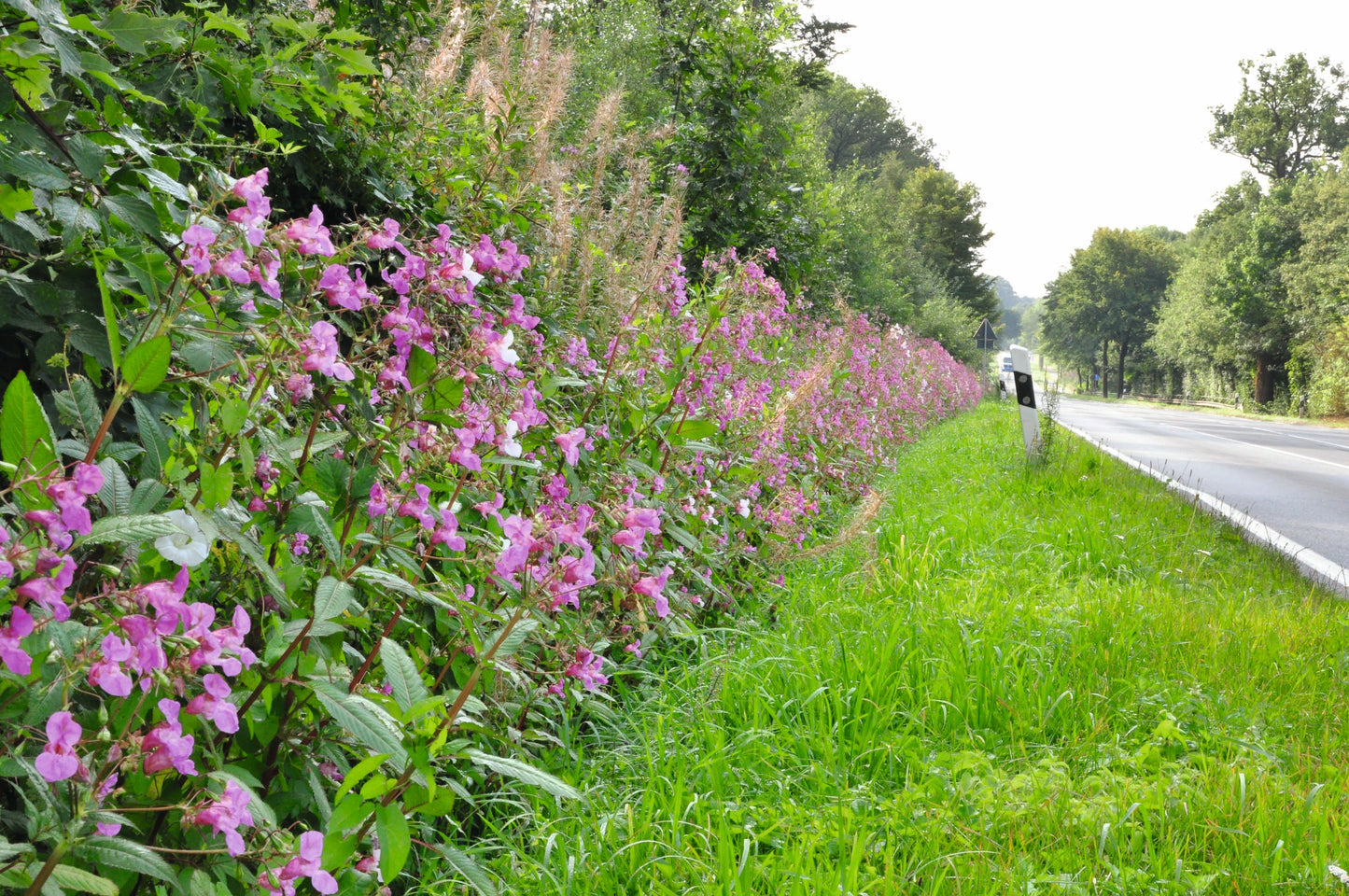Invasive Großstauden im Straßenbegleitgrün - Biologie und Bekämpfungsmöglichkeiten